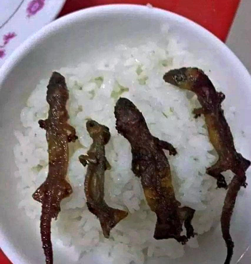 Roasted ‘Lizard Rice Bowls’ are Very Popular In Indonesia & Netizens