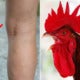 Elderly Woman Dies After Pet Rooster Pecked Her When She Went To Collect Eggs - World Of Buzz