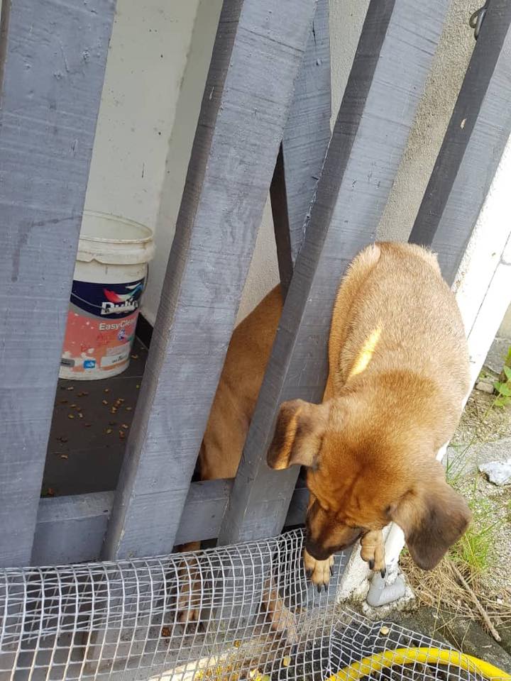 Sentul Girl's Pet Dog was Cruelly Killed by Being Yanked in Between a Fence Gap - WORLD OF BUZZ 1