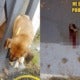 Sentul Girl'S Pet Dog Was Cruelly Killed By Being Yanked In Between A Fence Gap - World Of Buzz 4