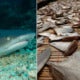 Malaysia Is One Of The Top 20 Countries Who Votes Against The Protection Of Endangered Shark Species - World Of Buzz