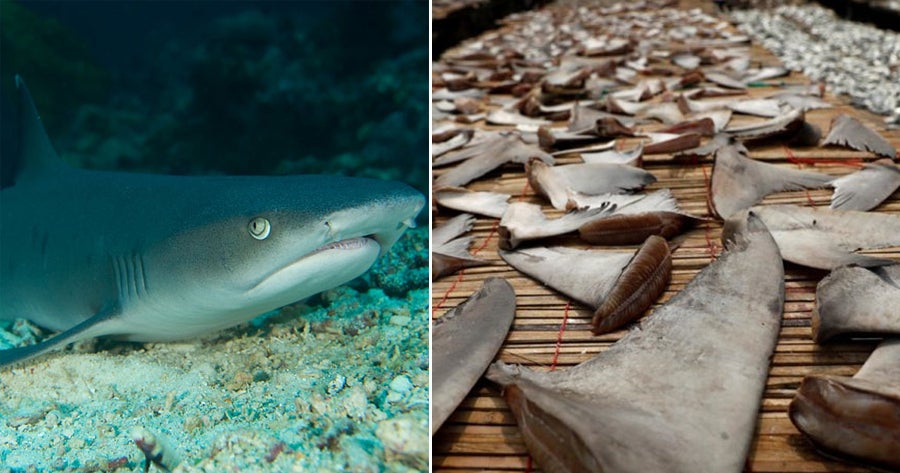 Malaysia is One of The Top 20 Countries Who Votes AGAINST the Protection of Endangered Shark Species - WORLD OF BUZZ