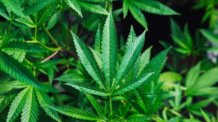 Six Cannabis Plants Allowed For One Home Under Proposed Law In Thailand - WORLD OF BUZZ 2