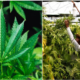 Six Cannabis Plants Allowed For One Home Under Proposed Law In Thailand - World Of Buzz 3