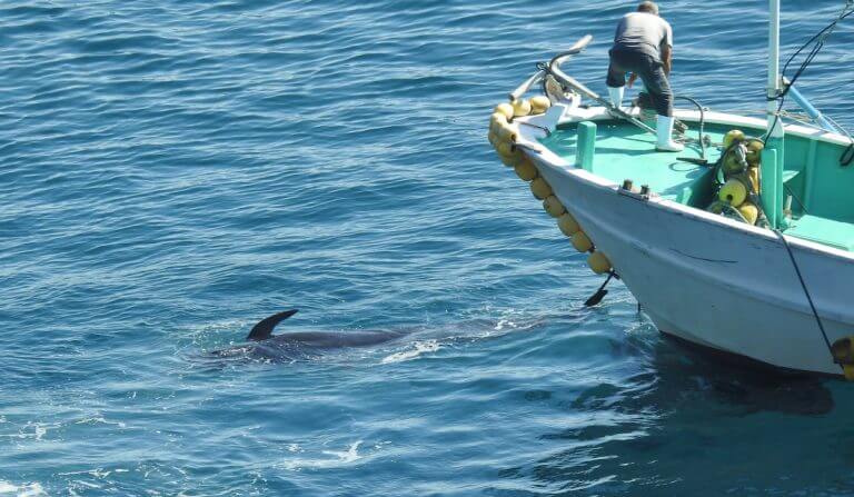 slaughtered pilot whale matriarch is dragged to the butchers house