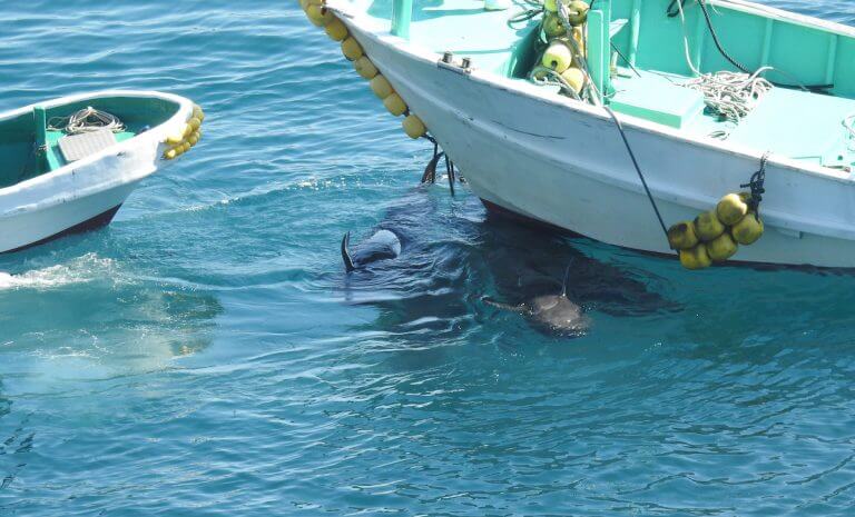 slaughtered pilot whales dragged to the butchers house