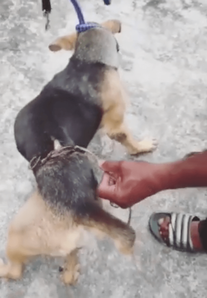 Someone Abused A Dog By Wrapping A Metal Wire Around Its Body Tightly Until She Can't Sit - WORLD OF BUZZ 2