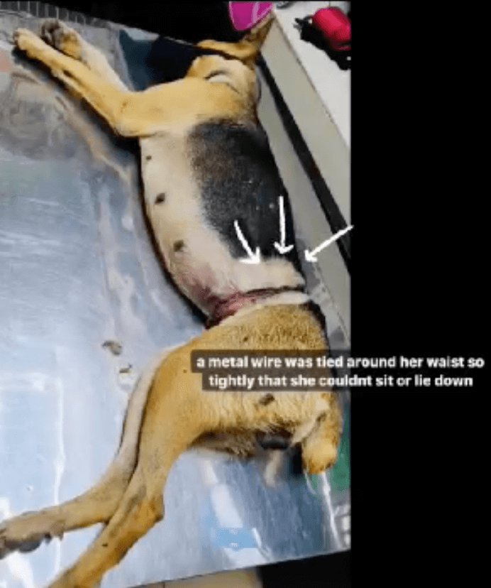 Someone Abused A Dog By Wrapping A Metal Wire Around Its Body Tightly Until She Can't Sit - WORLD OF BUZZ 3