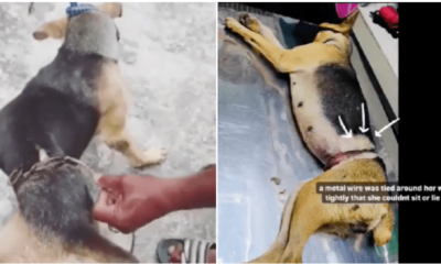 Someone Abused A Dog By Wrapping A Metal Wire Around Its Body Tightly Until She Can'T Sit - World Of Buzz 4