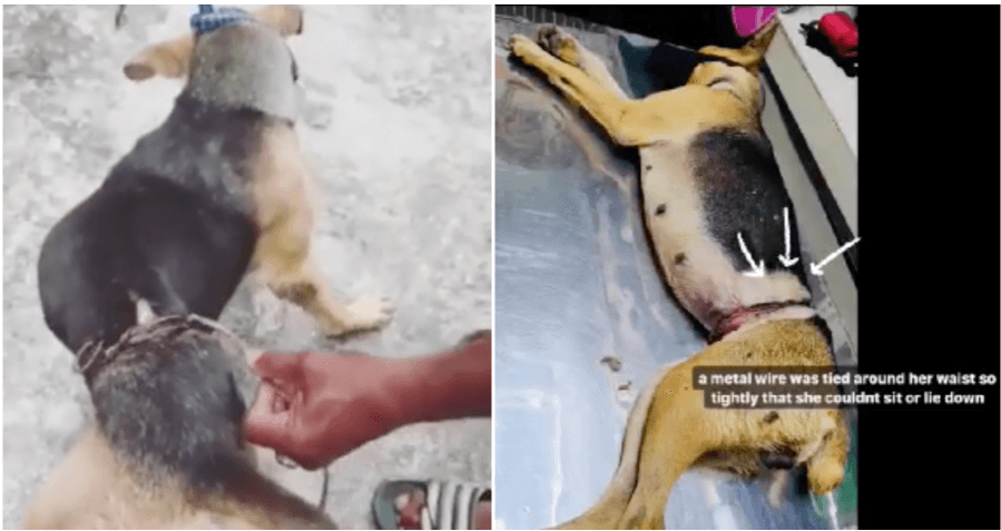 Someone Abused A Dog By Wrapping A Metal Wire Around Its Body Tightly Until She Can'T Sit - World Of Buzz 4