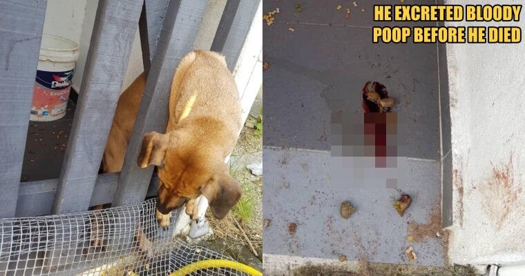 Someone Abused A Dog By Wrapping A Metal Wire Around Its Body Tightly Until She Can't Sit - WORLD OF BUZZ