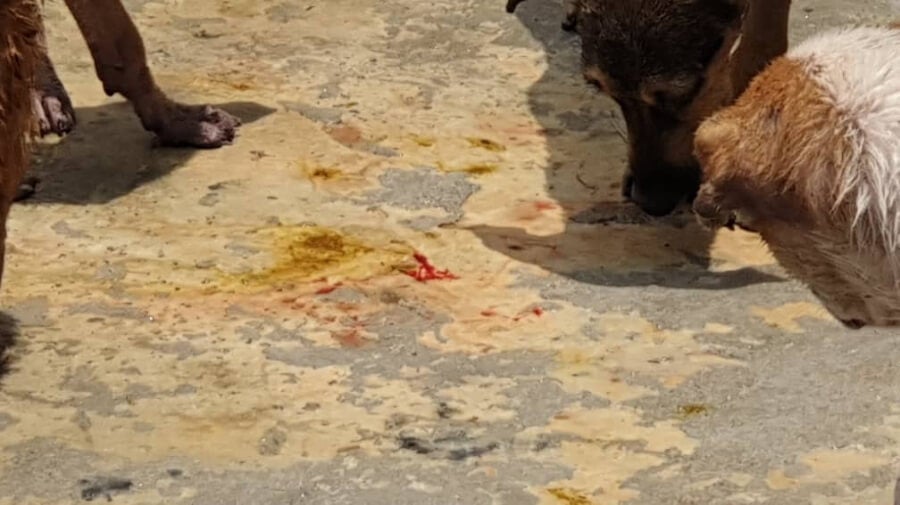 The Seremban Dog Pound Is In Such A Bad Condition That Dogs Are Allegedly Eating Each Other - WORLD OF BUZZ 2