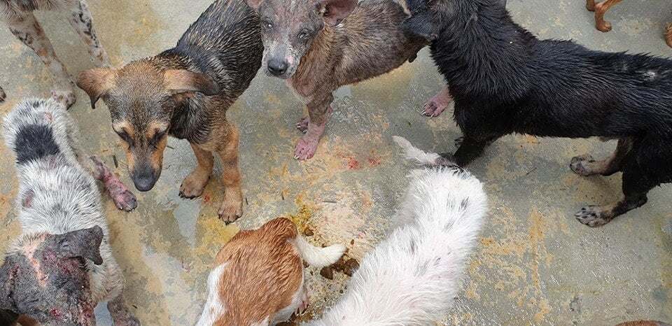 The Seremban Dog Pound Is In Such A Bad Condition That Dogs Are Allegedly Eating Each Other - WORLD OF BUZZ 3