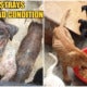 The Seremban Dog Pound Is In Such A Bad Condition That Dogs Are Allegedly Eating Each Other - World Of Buzz 6