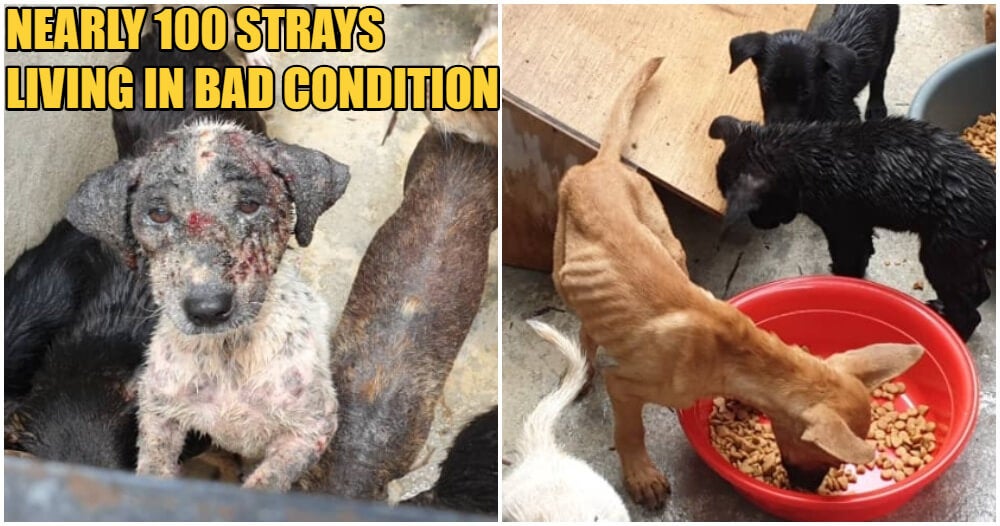 The Seremban Dog Pound Is In Such A Bad Condition That Dogs Are Allegedly Eating Each Other - World Of Buzz 6