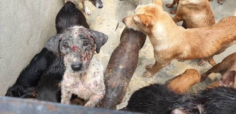 The Seremban Dog Pound Is In Such A Bad Condition That Dogs Are Allegedly Eating Each Other - WORLD OF BUZZ