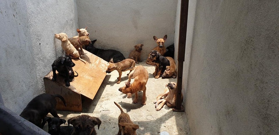 The Seremban Dog Pound Is In Such A Bad Condition That Dogs Are Eating Each Other - WORLD OF BUZZ 1
