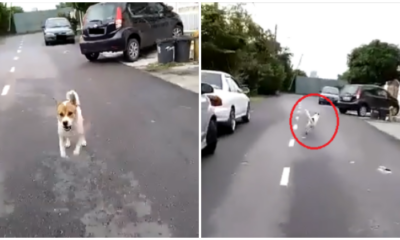 Watch: Postman Gets Chased By Neighbourhood Dogs, Only To Adorably Chase Them Back - World Of Buzz
