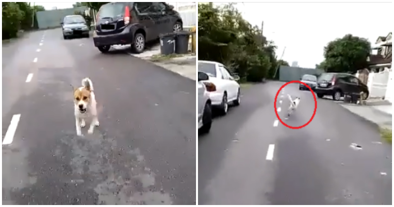 Watch: Postman Gets Chased By Neighbourhood Dogs, Only To Adorably Chase Them Back - World Of Buzz