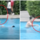 Watch: Tiger Father Trains Little Boy On How To Swim While Flicking &Amp; Whacking Him With A Cane - World Of Buzz