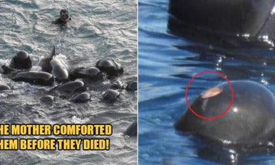 [Watch] Video Shows Mummy Dolphin Comforting Her Babies Before They Were Slaughtered By Fishermen - World Of Buzz