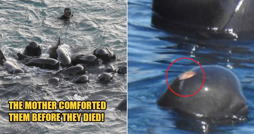 [Watch] Video Shows Mummy Dolphin Comforting Her Babies Before They Were Slaughtered By Fishermen - World Of Buzz
