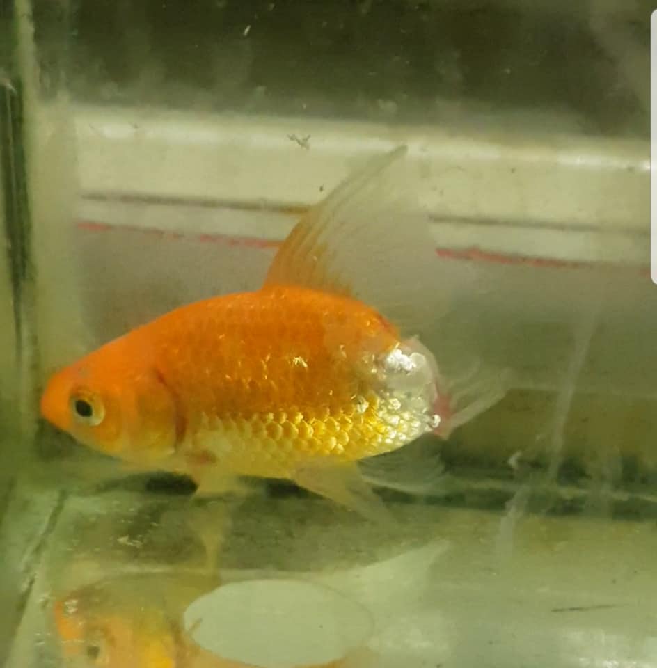 Woman Shares Cute Story of How She Saved Dying Pet Goldfish After Its Tail Rotted Away - WORLD OF BUZZ 1