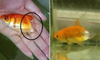 Woman Shares Cute Story Of How She Saved Dying Pet Goldfish After Its Tail Rotted Away - World Of Buzz 2
