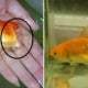 Woman Shares Cute Story Of How She Saved Dying Pet Goldfish After Its Tail Rotted Away - World Of Buzz 2