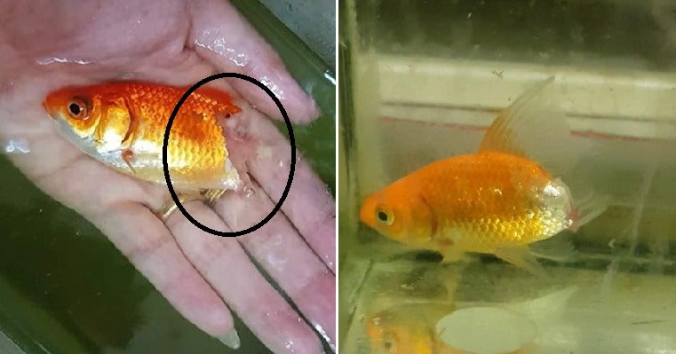 Woman Shares Cute Story of How She Saved Dying Pet Goldfish After Its Tail Rotted Away - WORLD OF BUZZ 2