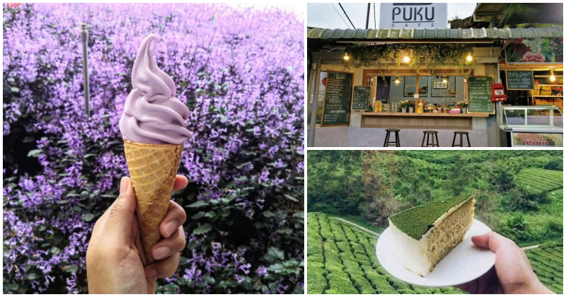 18 Amazing Things to Do in Cameron Highlands That'll Instantly Tempt You to Make A Trip There! - WORLD OF BUZZ