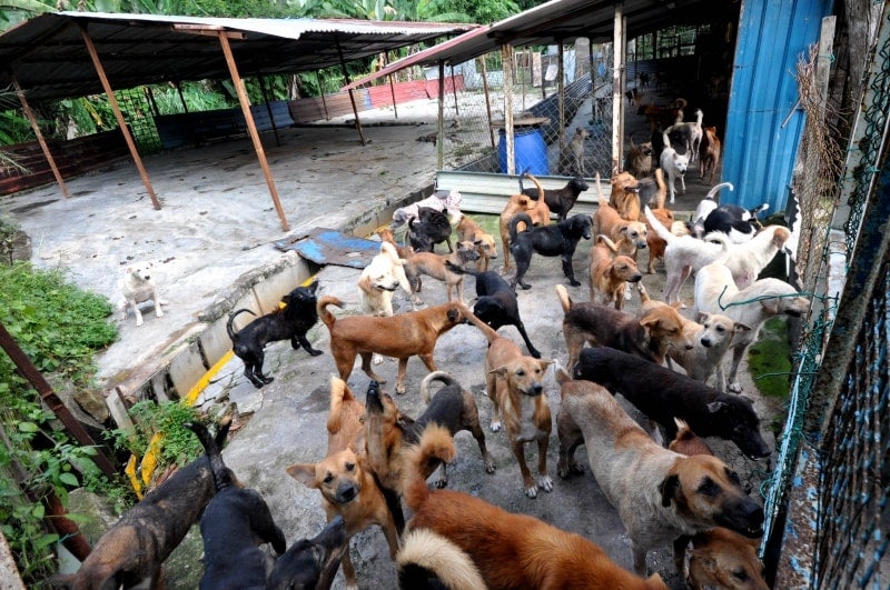 60yo Negeri Sembilan Uncle Feeds Stray Dogs Even Though He Barely Has Enough Money To Afford His Meals - WORLD OF BUZZ 3