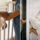7-Month-Old Baby Suffocated To Death After She Rolled Over &Amp; Got Trapped In Bed Gap - World Of Buzz 3