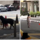 M'Sian Lady Avoids Snatch Thieves By Getting A Rottweiler To Carry Her Handbag For Her - World Of Buzz