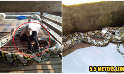 Bomba Catches Huge Python After It Swallowed A 30Kg Goat Whole - World Of Buzz