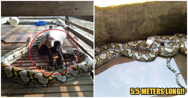 Bomba Catches Huge Python After It Swallowed A 30Kg Goat Whole - World Of Buzz