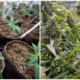 Thailand To Consider Allowing 6 Marijuana Plants Per Household - World Of Buzz