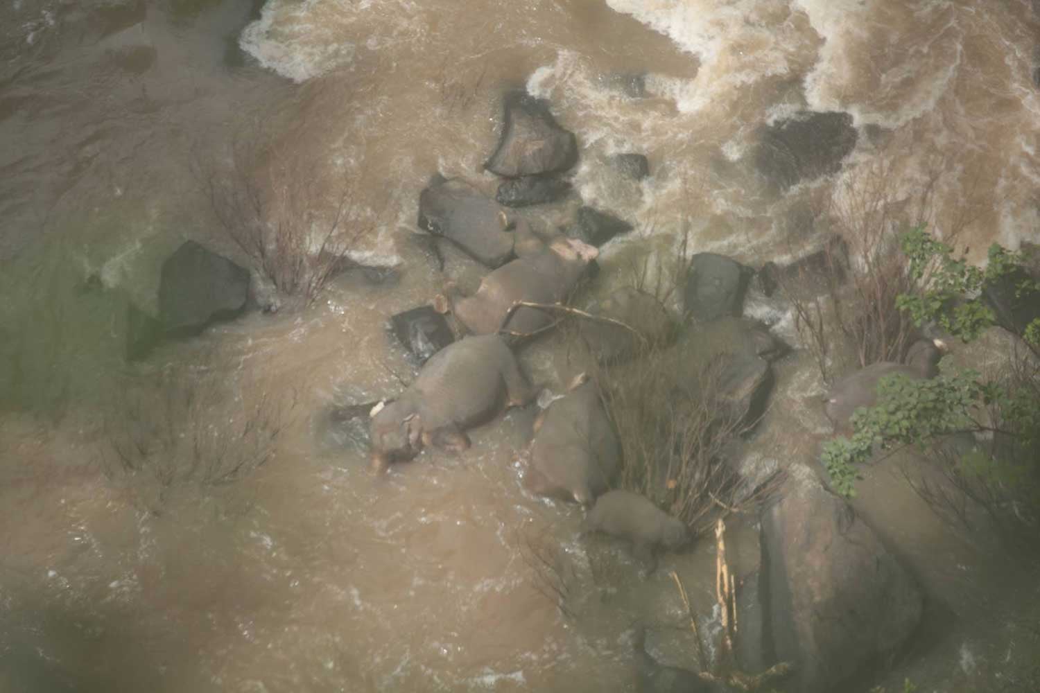 A WHOLE Family Of Elephants Tried To Save Their Baby Who Slipped On A Waterfall, They All DIE - WORLD OF BUZZ 1