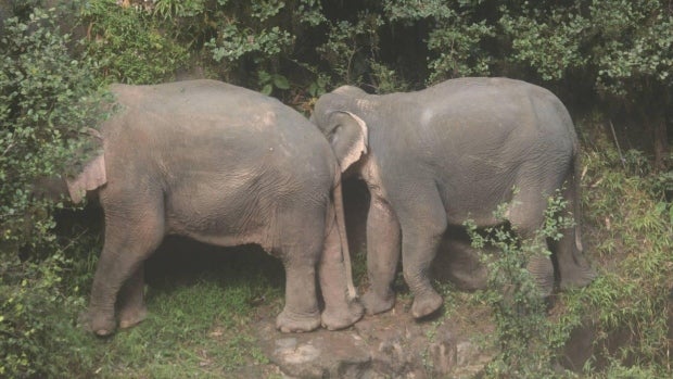 A WHOLE Family Of Elephants Tried To Save Their Baby Who Slipped On A Waterfall, They All DIE - WORLD OF BUZZ 2