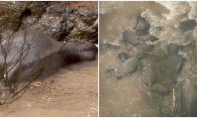 A Whole Family Of Elephants Tried To Save Their Baby Who Slipped On A Waterfall, They All Die - World Of Buzz 4