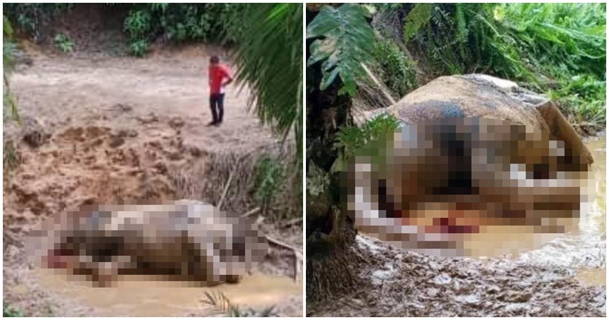 Another Pygmy Elephant Has Been Cruelly Killed With Its Tusks Removed In A Sabah Plantation - World Of Buzz