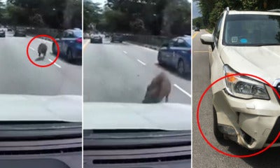 Watch: Wild Boar Rams Into Suv On The Road &Amp; Severely Dents It Suv After Ramming Into It, But Immediately Gets Up &Amp; Walks Away - World Of Buzz