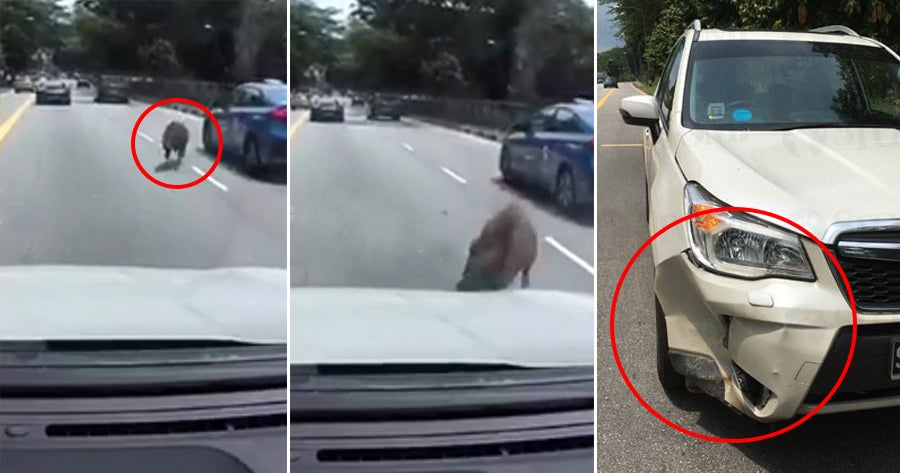 Watch: Wild Boar Rams Into Suv On The Road &Amp; Severely Dents It Suv After Ramming Into It, But Immediately Gets Up &Amp; Walks Away - World Of Buzz