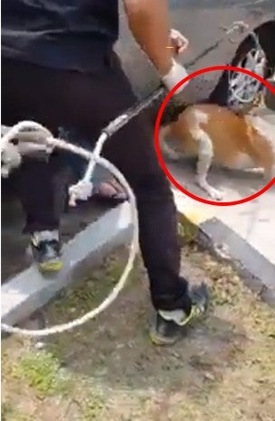 Captured MPSJ Stray Dog Is ALIVE & Up For Adoption - WORLD OF BUZZ 4