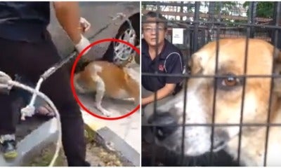 Captured Mpsj Stray Dog Is Alive &Amp; Up For Adoption - World Of Buzz 5