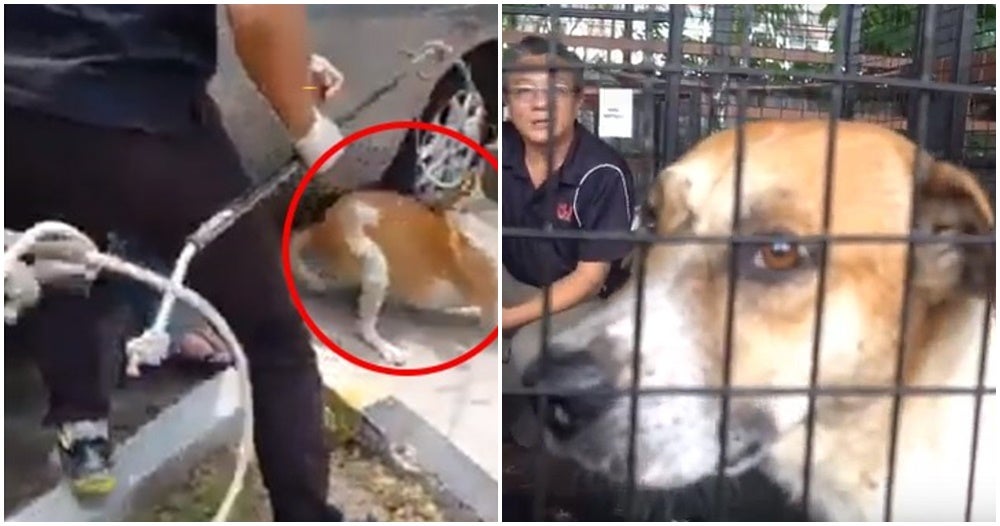 Captured MPSJ Stray Dog Is ALIVE & Up For Adoption - WORLD OF BUZZ 5