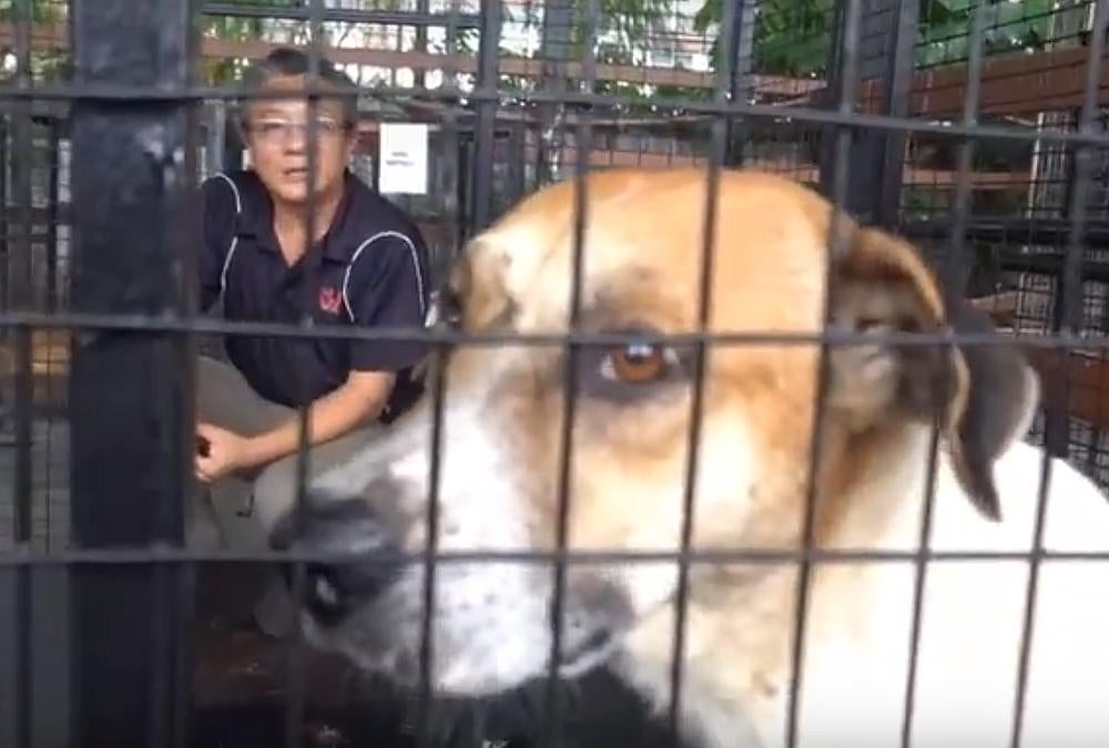 Captured Mpsj Stray Dog Is Alive &Amp; Up For Adoption - World Of Buzz