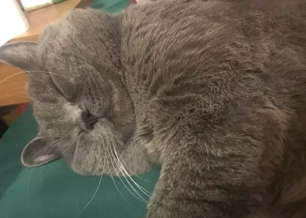 Cat Put On A Drip After Suffering Exhaustion From Mating With Five Females In One Night - WORLD OF BUZZ 2