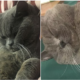 Cat Put On A Drip After Suffering Exhaustion From Mating With Five Females In One Night - World Of Buzz 3