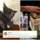 Cute Mother Threaten To Cook Daughter'S Kitty If She Doesn'T Tapau Food Back Home - World Of Buzz 8